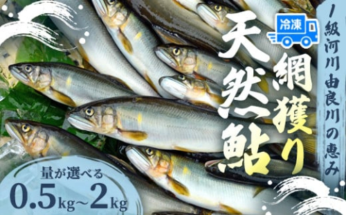 天然鮎 網獲り 冷凍 約0.5～2kg（約7匹～11匹）【 由良川の網獲り 由良川漁協 冷凍あゆ 冷凍鮎 高鮮度 冷凍 あゆ 鮎 魚 さかな 舞鶴 京都 】