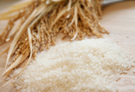 【令和7年産新米】【10ヶ月定期便】新潟産 コシヒカリ「瓢湖米」 5kg×10回 1N13170