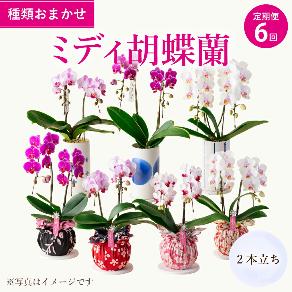 【ふるさと納税】定期便6回 ミディ胡蝶蘭 2本立 2ヶ月に1回 合計6種 ランダム なかがわ 胡蝶蘭 コチョウラン 蘭 ラン インテリア 観賞用 贈答品 贈り物 ギフト 送料無料
