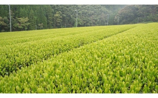 孔子園製茶さんご自慢の茶畑