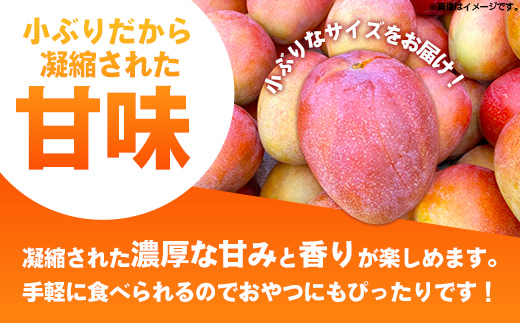 【先行受付】【2026年発送】MKファームの贈答用ミニマンゴー約1kg【贈答用】- 贈答用 ギフト 先行予約 沖縄県産 産地直送 南国フルーツ 旬の味覚 ミニマンゴー オススメ 沖縄県 八重瀬町