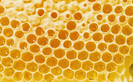 【先行予約】果樹農家のはちみつ 信州・長野市産 純粋はちみつ3種食べ比べセット（りんご・アカシア・百花蜜）200g×3本［2026年7月より順次発送］