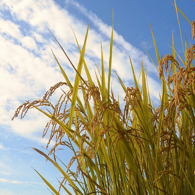 無洗米 つや姫 令和7年産 7kg (5kg×1、2kg×1) 2025年産 山形県 朝日町産 精米 米 こめ コメ