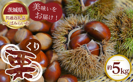 【先行予約】栗　約5kg【茨城県共通返礼品 つくばみらい市】 No.305