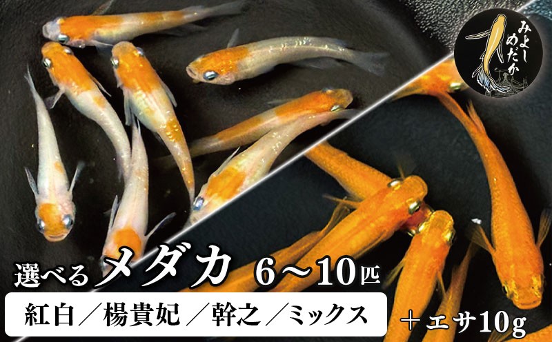 
                  めだか 紅白 楊貴妃 幹之 ミックス 5匹 7匹 9匹 死着補償 +1匹 エサ付き 紅白メダカ 楊貴妃メダカ 幹之メダカ 魚 生体 観賞用 ペット 観賞魚 かわいい 母の日 父の日 プレゼント ギフト 贈り物 贈答 徳島県 三好市 みよしめだか
                
