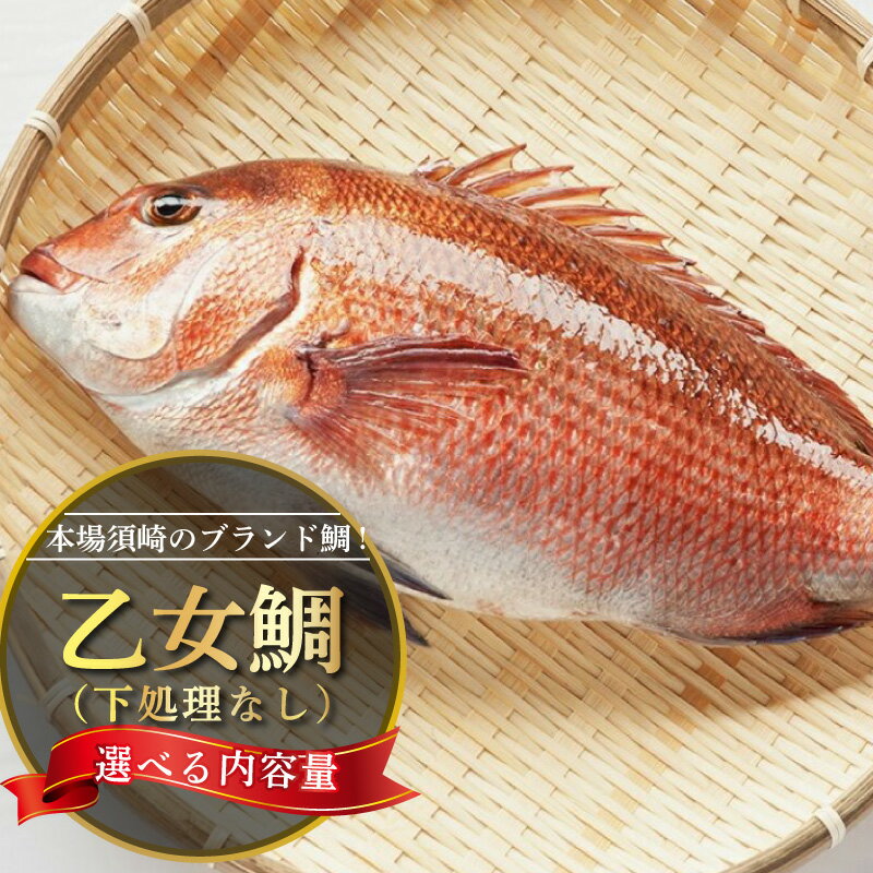 【ふるさと納税】 鯛 選べる 容量 まるごと 1尾 ～ 2尾 ( 900g～1kg 2.0kg～2.5kg ）産地直送 新鮮 高知県産 ブランド鯛 小島水産 乙女鯛 真鯛 鮮魚 魚 マダイ 刺身 鯛めし 鯛しゃぶ 煮付け アラ汁 味噌汁 高知県 須崎市 祝 中元 歳暮 正月 お食い初め 父の日 敬老の日