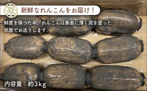 【令和7年9月以降発送】やみつきになる甘さ！ 松尾青果のこだわり白石れんこん 約3kg【松尾青果】泥付き [IBD001]