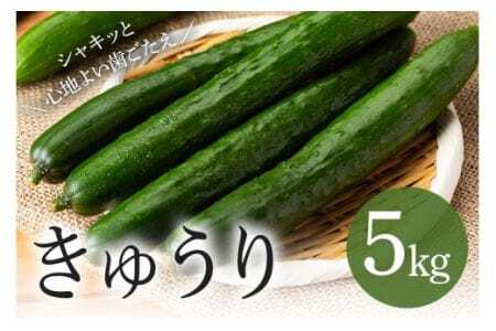 キュウリ 5kg きゅうり 胡瓜 夏野菜 常温便 新鮮 国産 茨城県産 野菜 夏 旬 産地直送 農園直送 ベジタブル グリーン サラダ 一本漬け 浅漬け 家庭用 業務用 フレッシュ 茨城県 石岡市 (A33-002)