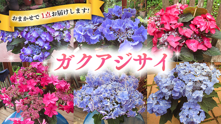 ≪先行予約≫ガク アジサイ 【 おまかせ 1点 】【2025年4月上旬頃より発送開始】 植物 花 インテリア フラワー 紫陽花 お花 園芸 初夏 梅雨 ガーデニング