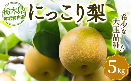 宇都宮産 梨「にっこり」5kg箱（大玉・希少品種） | なし 和梨 旬 果物 くだもの フルーツ 新鮮 ※2026年9月～発送