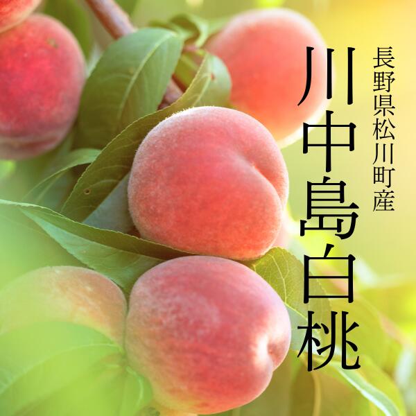【ふるさと納税】桃 川中島白桃 2.5kg or 4kg以上 長野県松川町産／8月下旬ごろ発送／長野県 南信州 松川町 モモ 贈答 産地直送 新鮮