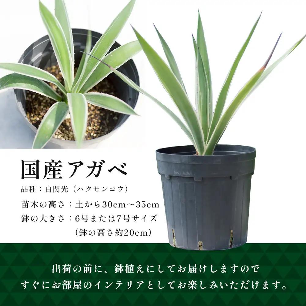 アガベ 約30cm～35cm/白閃光(ハクセンコウ) DS-3｜多肉植物 観葉植物 ガーデニング インテリア モダン 北欧風 国産 育てやすい 送料無料 鹿児島県 南大隅町 株式会社デラセーラ