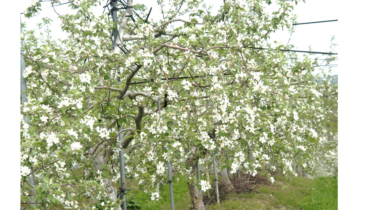 りんごの花✿