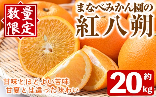 
                  ＜先行予約受付中！2027年2月上旬以降順次発送予定＞まなべみかん園の紅八朔(約20kg) 国産 鹿児島県産 阿久根市産 柑橘類 果物 フルーツ べにはっさく 期間限定 数量限定 贈答用 ギフト デザート 【有限会社まなべみかん園】akn034-18
                
