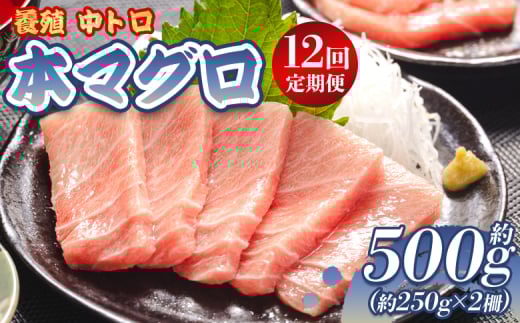 中トロ 定期便 12回 約250g 2冊 養殖 本マグロ 合計6kg - 鮪 まぐろ 中とろ 寿司 刺身 さしみ 海鮮丼 漬け丼 カルパッチョ おつまみ 新鮮 海産物 魚介 海の幸 オオジ 高知県 香南市 冷凍 中トロ 定期便 ふるさとのうぜい Woo-0010
