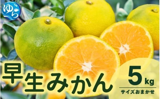 
                  由良 早生 みかん (サイズおまかせ) 5kg【eiw003-r-5】
                