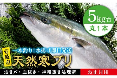 【11/1?1/15お届け 年末年始用】天然 寒ブリ（5キロ台・丸もの） 《壱岐市》【壱岐島　玄海屋】[JBS015] ぶり 寒ぶり ブリ 魚 刺身 しゃぶしゃぶ 85000 85000円 のし プレゼント ギフト 冷蔵配送 九州