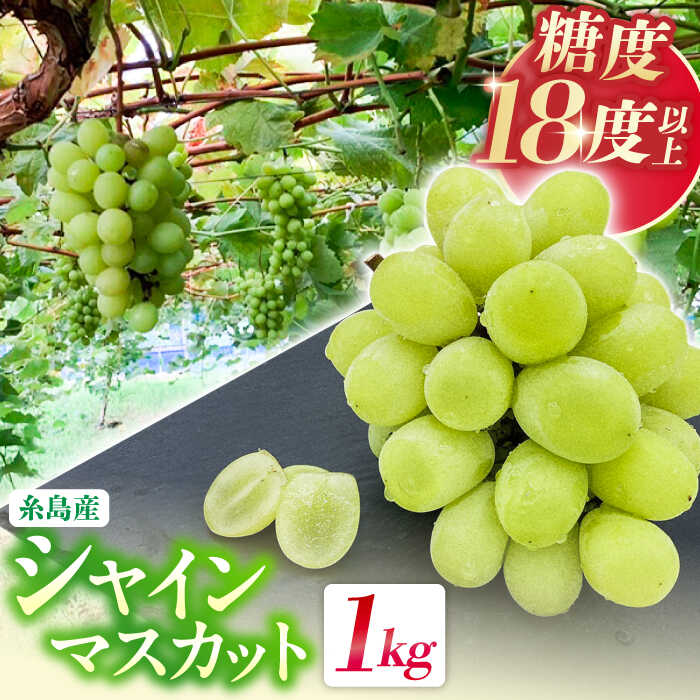 【ふるさと納税】【先行予約】【糖度18度以上】 糸島産 シャインマスカット 1kg（2～4房） 【2025年8月中旬より順次発送】 糸島市 / 和饗エコファーム フルーツ 果物[AVI006]