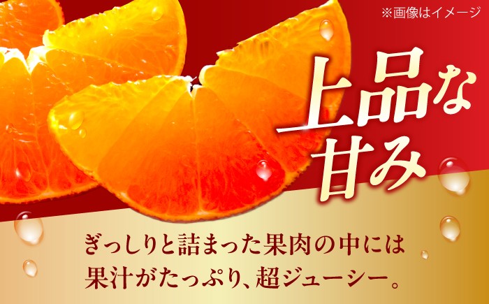 柑橘 蜜柑 みかん ミカン 紅まどんな 甘い 箱 1箱 愛媛 贈答 贈答用