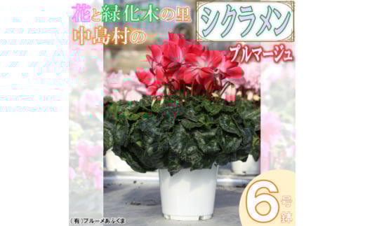 ＜先行予約＞シクラメン6号鉢(プルマージュ)　ブルーメあぶくま【1494364】