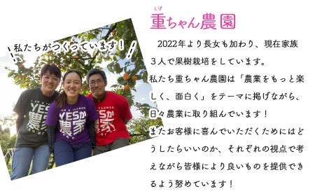 【令和7年産先行予約】シャインマスカット　約2kg (3～4房)　重ちゃん農園