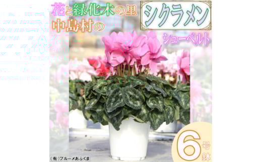 ＜先行予約＞シクラメン6号鉢(シューベルト)　ブルーメあぶくま【1494360】
