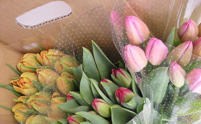 フラワーファームしろねのチューリップ切花30本おすすめアソート（3品種×各10本） チューリップ 花束 植物 フラワー 花