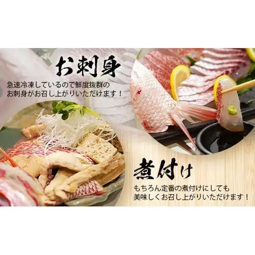 【予約受付】高級ブランド魚 尖閣赤マチ 1尾 約1kg 下処理済　 GK-3
