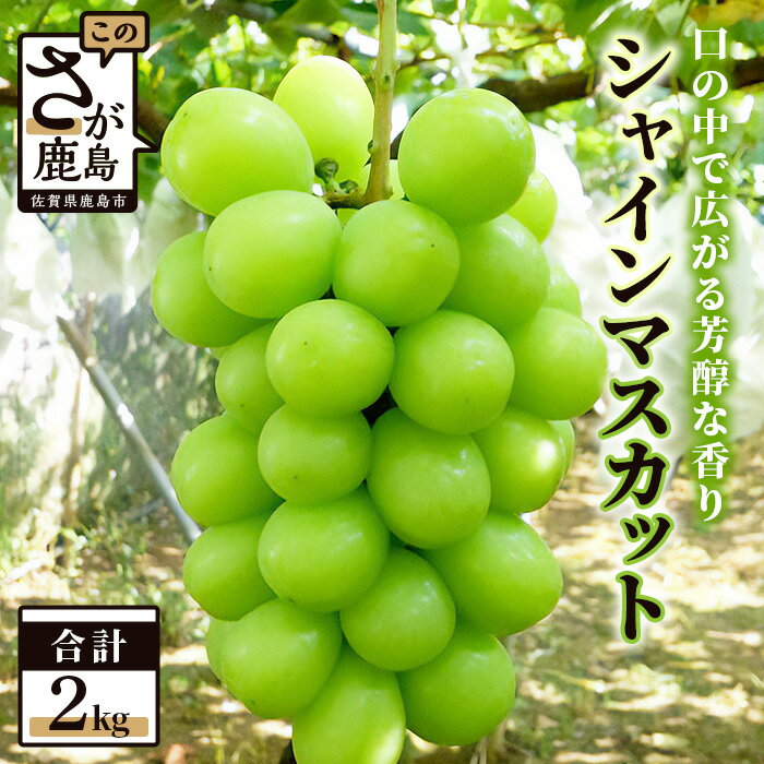 【ふるさと納税】【先行予約】大満足の2kg【たっぷり3～5房】JA直送♪シャインマスカット【2025年8月中旬より発送】佐賀県鹿島市から産地直送皮ごと食べられる贅沢ぶどう マスカット 葡萄 果物 フルーツ 旬 甘い 美味しい 人気 ギフト ふるさと 佐賀県 鹿島市 送料無料 D-17