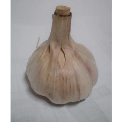 ふるさと納税 笠岡市 真鍋島赤にんにくオリーブオイル漬けとにんにく卵黄(粉末)のセット　A-188 |  | 01