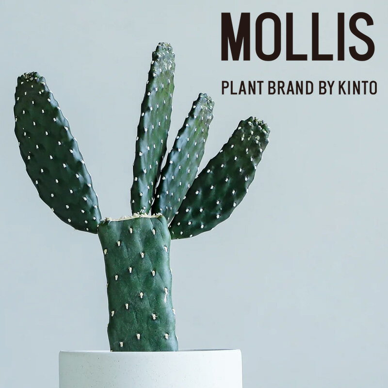 【ふるさと納税】 【 観葉植物 】MOLLIS 墨烏帽子 サボテン グリーン インテリア KINTO