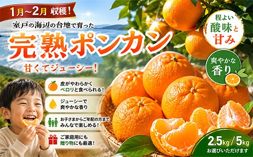 
                  【先行予約】 ポンカン 越年完熟 室戸産 2.5kg 5kg みかん ぽんかん ﾎﾟﾝｶﾝ 家庭用 訳あり わけあり 土佐くだもの畑 高知 ミカン 蜜柑 mikan 果物 くだもの フルーツ 柑橘 人気 美味しい 期限限定 濃厚 甘い 甘味 産地直送 農家直送 数量限定 国産 高知県 室戸市
                