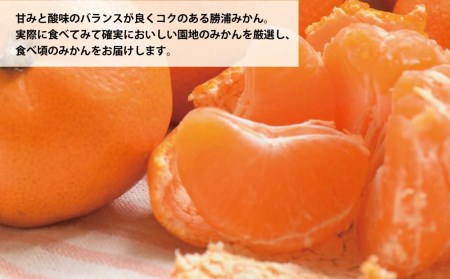 谷内青果 早生みかん 秀品 サイズ混合 10kg