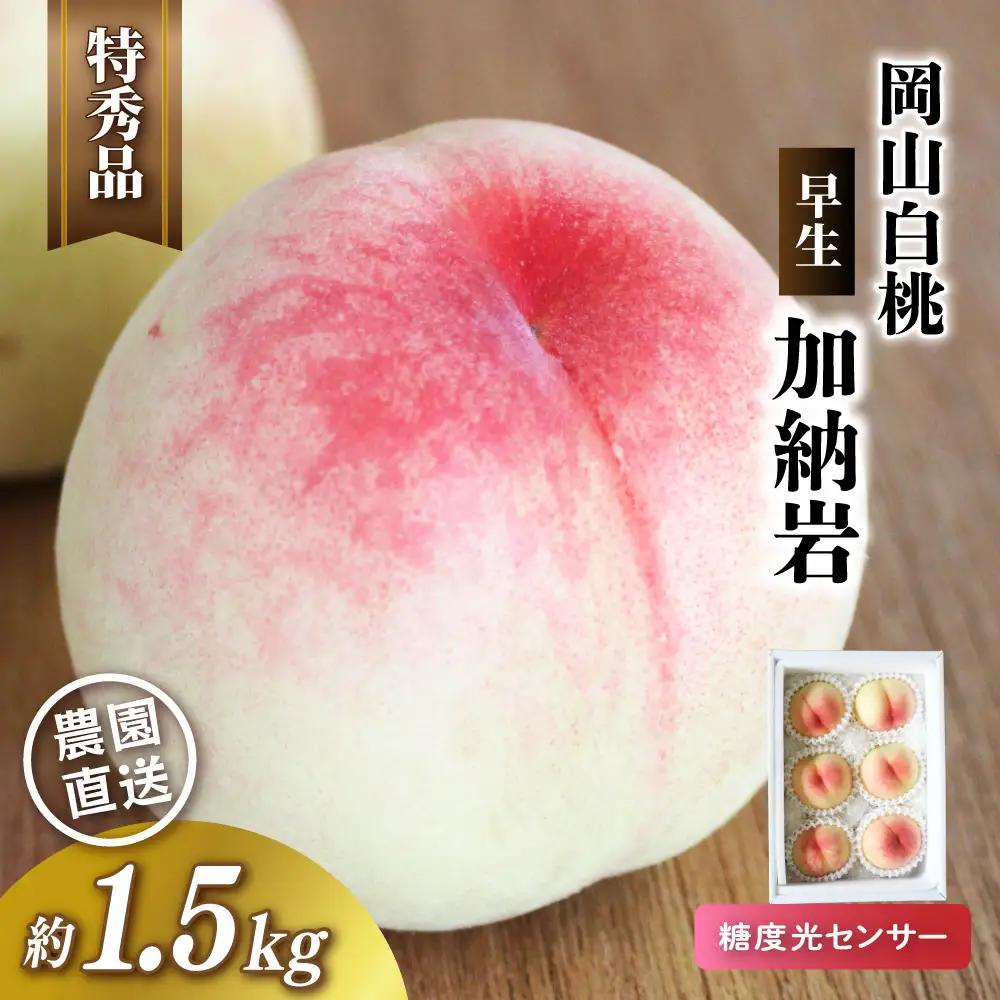 岡山白桃 加納岩 【特秀品】 1.5kg前後 先行予約 糖度センサー選別 momo67 【配送不可地域：北海道／沖縄県／離島】 【jujy070-01】