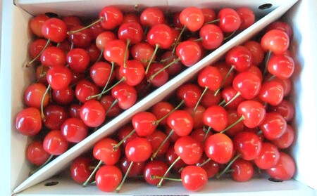 さくらんぼ（佐藤錦）１ｋｇ　ご家庭用　0112-2613