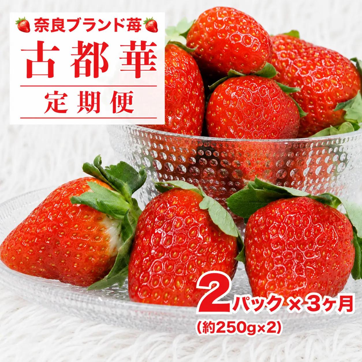 【先行予約】【全3定期便】いちご 古都華 250g×２パック ことか いちご
