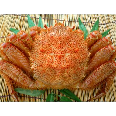 ふるさと納税 稚内市 【2025製造】ボイル毛ガニ1尾550g〜650g |  | 01