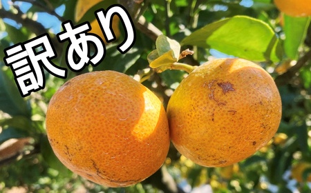 フルーツ  早生 興津 温州 みかん 蜜柑 三重県  高品質 みえ アルギット わけあり / 訳あり Lサイズ 前元農園の完熟中生(なかて)温州みかん 3kg【2027年1月初旬～下旬に順次発送予定】【mmg033C】