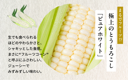 【先行予約】極甘 早採れ プレミアムフルーツコーン 10 ～ 12本 3L 4L 温室栽培 高糖度 生 ピュアホワイト まるで フルーツ プレミアム コーン とうもろこし トウモロコシ 甘い 春 夏 