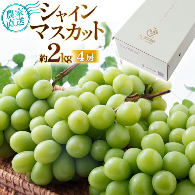 【ふるさと納税】【期間限定発送】 シャインマスカット 箱 満杯詰め 4房 約2kg [tk06ayt350005 山形県 高畠町 相良果樹園] 個包装 ぶどう ブドウ 葡萄 マスカット 大粒 種なし 高級 くだもの 果物 フルーツ ご自宅用 訳あり品 規格外 農家支援品