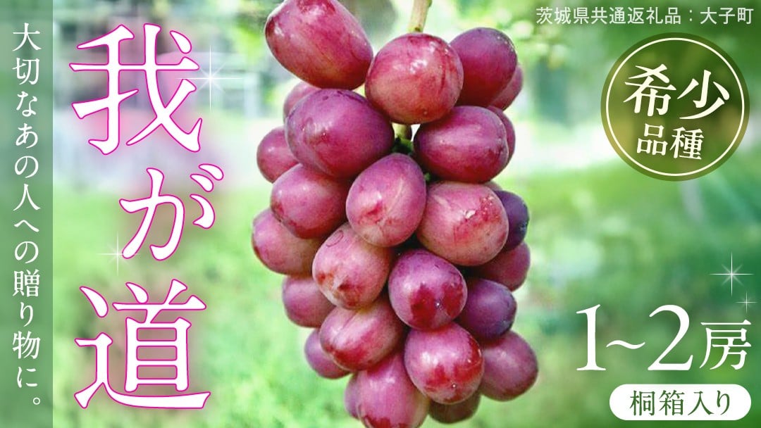 
            【 選べる 房数 】【桐箱入り】 我が道 １房 ２房【2025年9月上旬発送開始】(茨城県共通返礼品：大子町) シャインマスカット ウインク 葡萄 ブドウ ぶどう 果物 フルーツ 希少 新品種 贈答用 贈り物 ギフト プレゼント
          