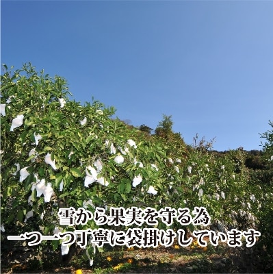 2026年3月出荷開始　完熟・果汁たっぷり!!「きよみ」約5kg　【C39−34】【1262235】