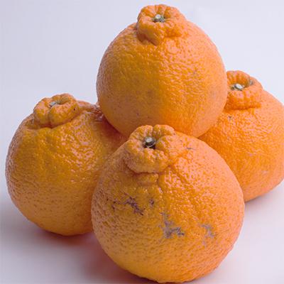 ふるさと納税 広川町 【発送月固定定期便】季節の柑橘定期便A【フルーツ定期便】【和歌山県有田】全6回 |  | 03