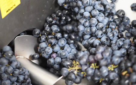 No.560 秩父ブラン　秩父市収穫（白ワイン）