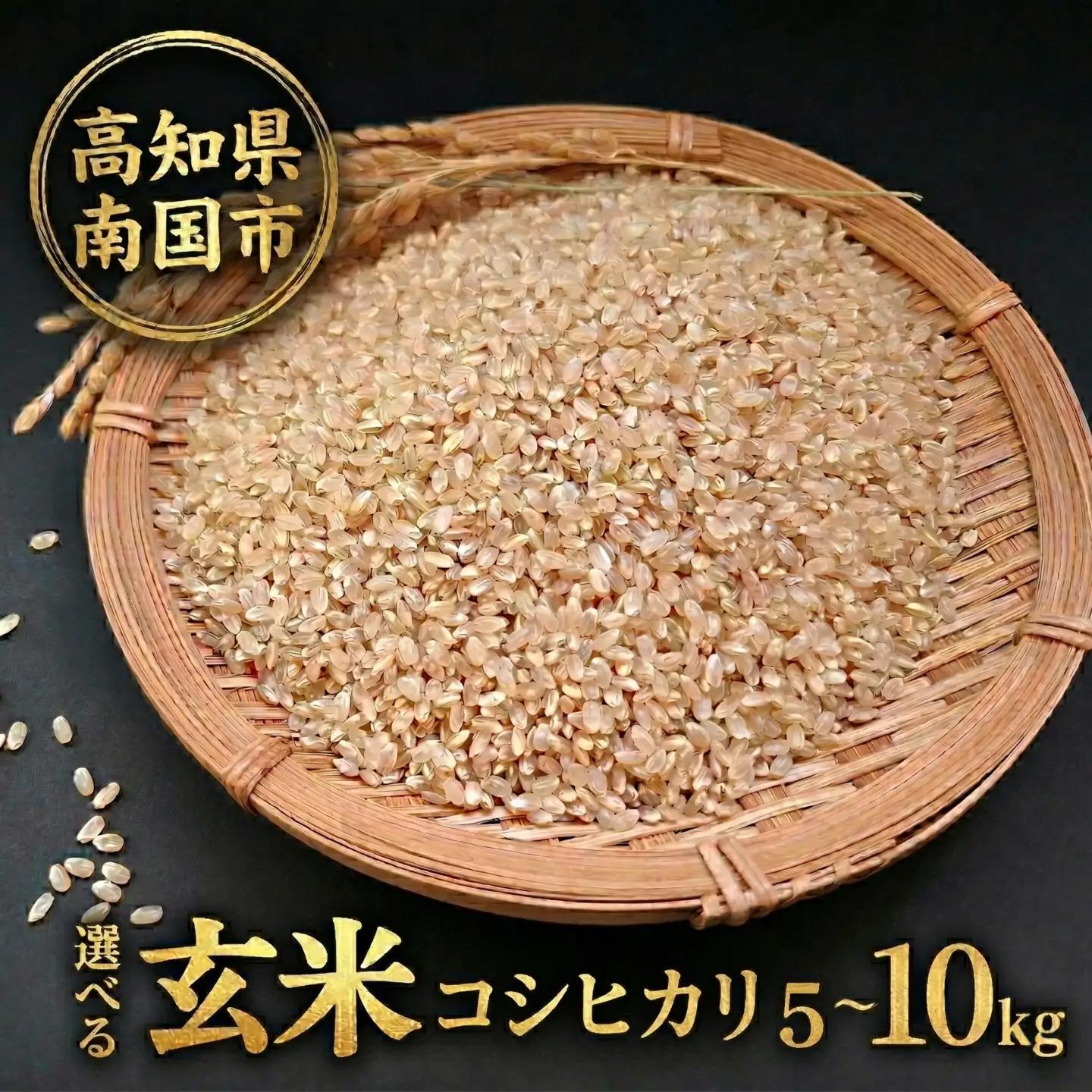 玄米 コシヒカリ 5キロ 5㎏ 数量限定