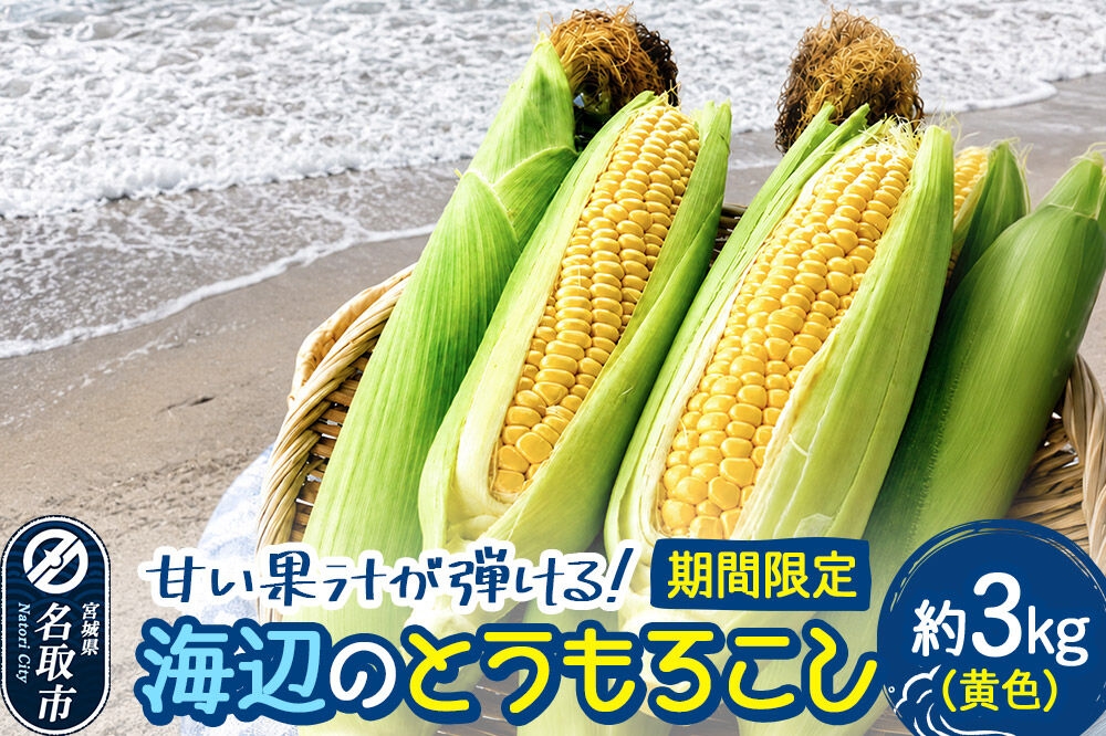 
                  【期間限定】甘い果汁が弾ける！海辺のとうもろこし【黄色】約3kg（7～8本程度）イエローコーン [今が旬 トウモロコシ とうもろこし きみ キミ きび とうきび 甘い 宮城県名取市産 国産]
                