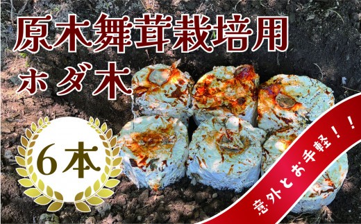 
                  原木まいたけ栽培用のホダ木（栽培用原木） | 長野県 松本市 信州産 まいたけ きのこ マイタケ 原木 舞茸
                