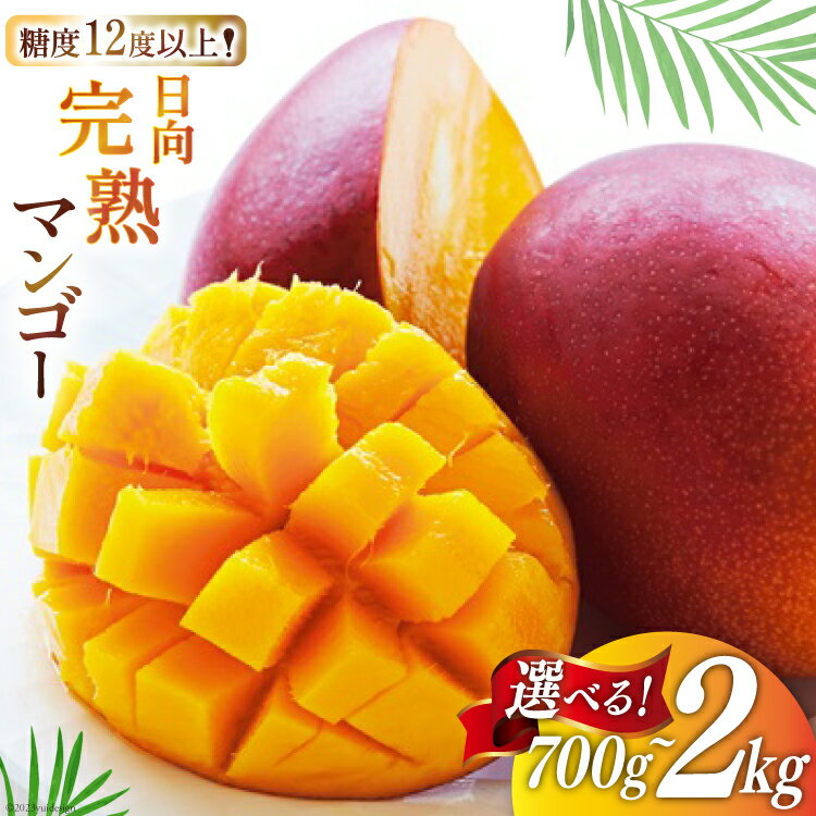 【ふるさと納税】 【2026年夏発送】 訳あり マンゴー 宮崎 完熟 糖度12〜14度 選べる 700g〜2kg [宮崎県農業協同組合日向地区本部（販売課） 宮崎県 日向市 452060660] 果物 フルーツ 規格外 家庭用 完熟マンゴー 甘い 日向 期間限定 冷蔵