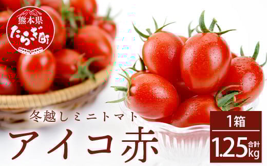 
            熊本県産 ミニトマト「アイコ (赤色)」約1.25kg 国産トマト アイコ とまと 甘い 熊本 多良木町 農園直送 新鮮 フルーツ トマト フルーティ 020-0532
          