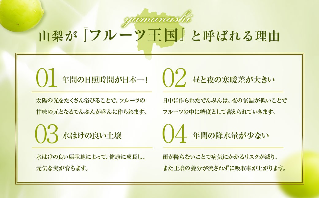 【2025年発送】ぶどう 山梨県産 シャインマスカット500g以上（1房）